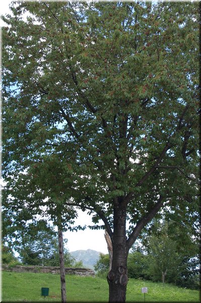 DSC_3877.JPG